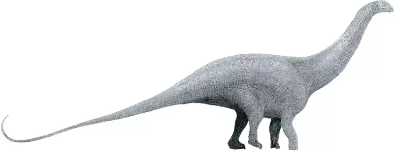 Thotobolosaurus-størrelsen anslås å ha vært rundt 32,8 fot (10 m).