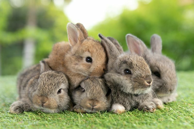 Jak vyzvednout králíka Zvědavý králík Fakta odhalená pro děti