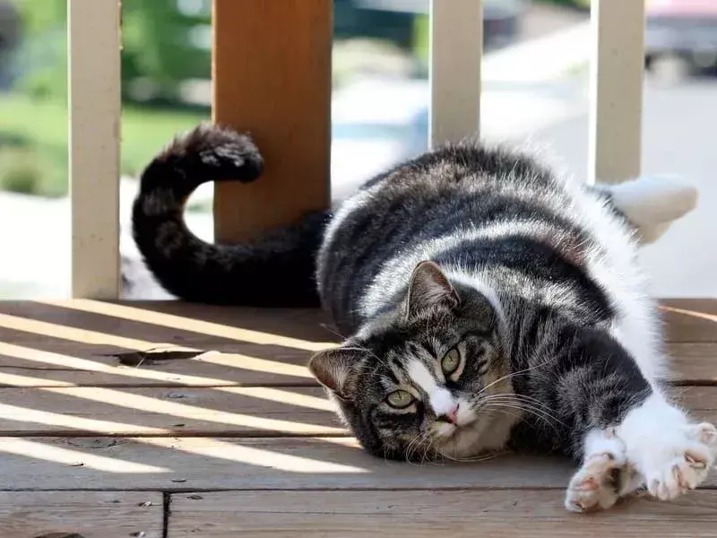 Праве чињенице о америчкој краткодлакој мачки коју ће деца волети