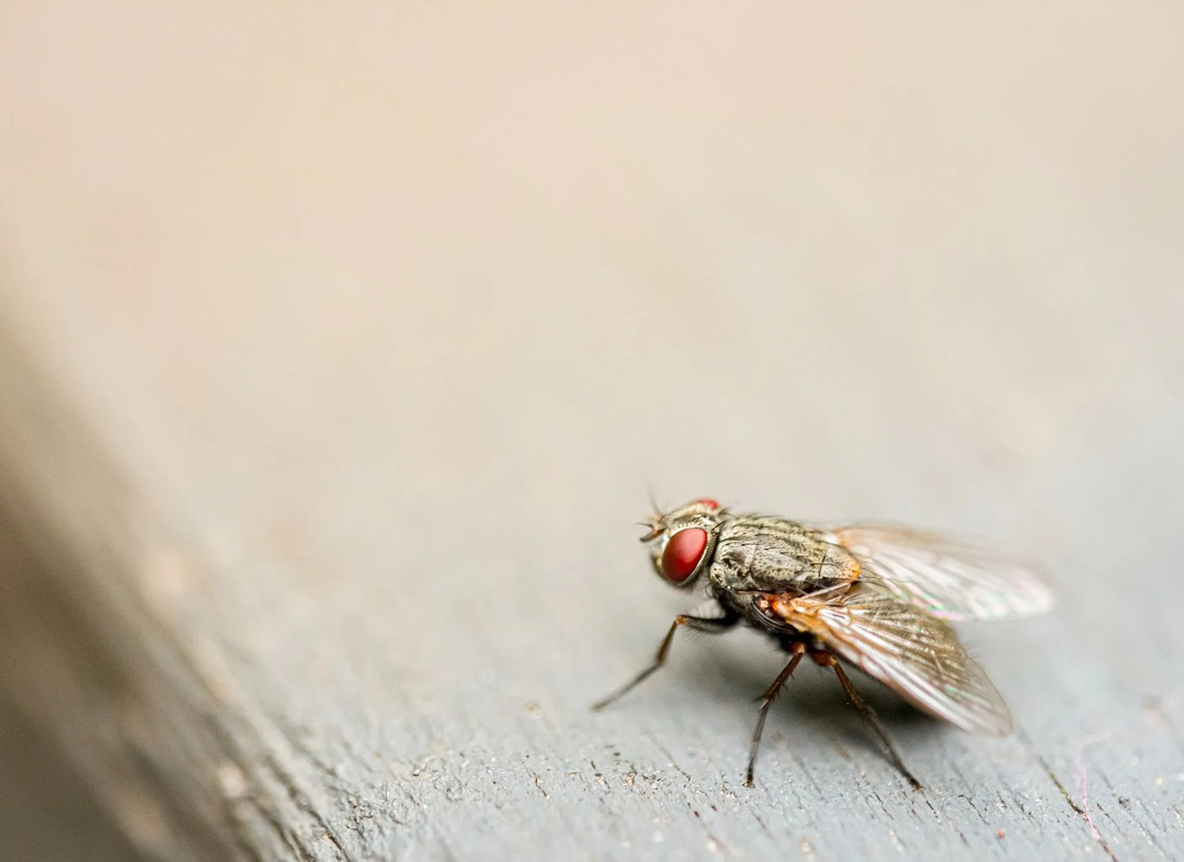 Πόσο καιρό ζουν οι μύγες Διασκεδαστικά στοιχεία για τα παιδιά