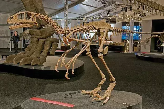 Iš arti dinozauro skeleto struktūros vaizdas