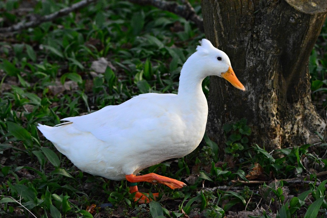 Чубата патица има много поразителни черти.