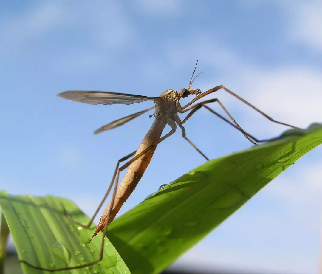 Tranefluer er omtrent tre ganger så store som mygg.