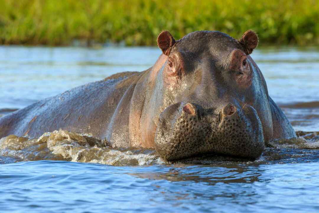 Os hipopótamos onívoros exploram por que gostam de comer carne e grama