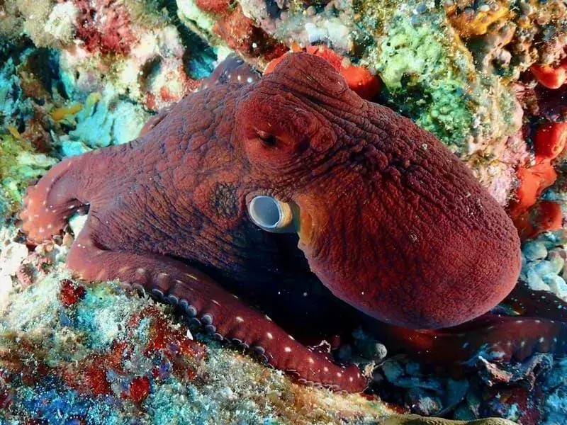 17-дневни факти за октопод, които никога няма да забравите