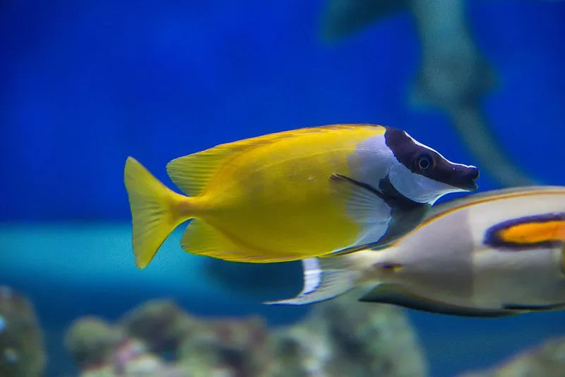 Foxface trusis ir daļa no miljoniem zivju, kas dzīvo uz koraļļiem sālsūdenī.
