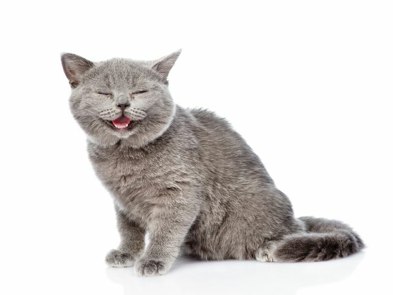 De ce pisicile gâfâie Ce să facă cu privire la respirația grea a pisicii tale