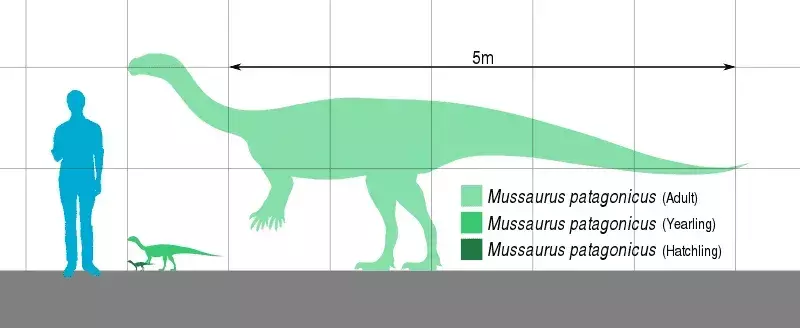 Mussaurus: 15 faktov, ktorým neuveríte!