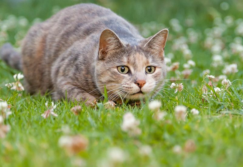 Činjenice o mačkama Šapa puna zanimljivih činjenica o vašem slatkom ljubimcu