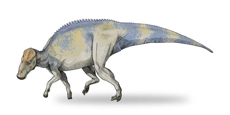 17 Fakta Dino-tungau Brachylophosaurus Yang Akan Disukai Anak-Anak