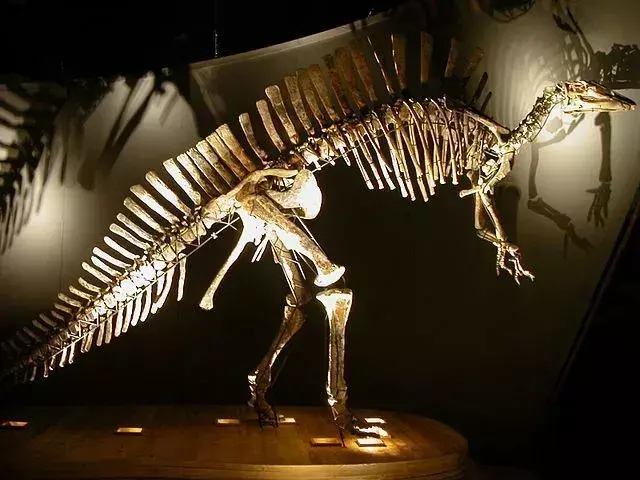 Bolong era un dinosaurio de tamaño pequeño.