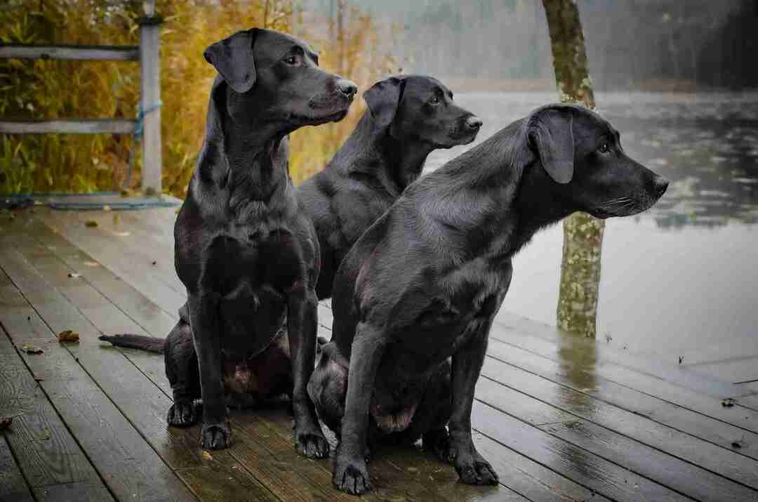 45 Fakta Tentang Campuran Labrador Yang Sempurna Untuk Semua Pemilik Anjing