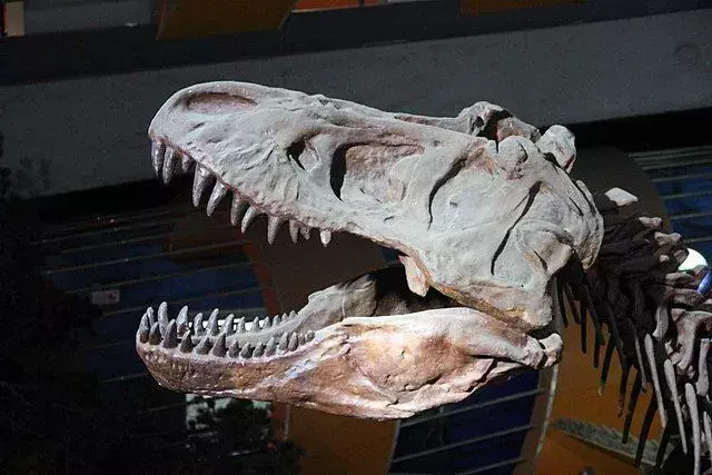 Tämän Aerosteon-dinosauruksen koko on yksi sen tunnisteominaisuuksista.