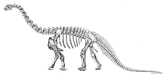 Camarasaurus, sauropod dinozorlarının ailesindeydi.