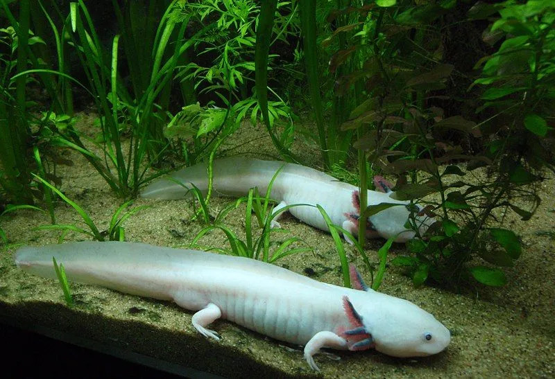 Morsomme Axolotl-fakta for barn