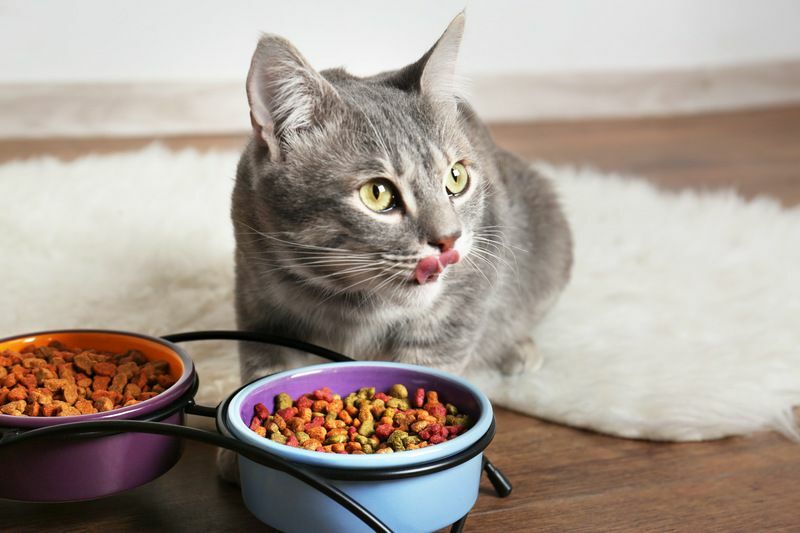 Meddig bír egy macska evés nélkül olyan tényeket, amelyeket esetleg nem tud