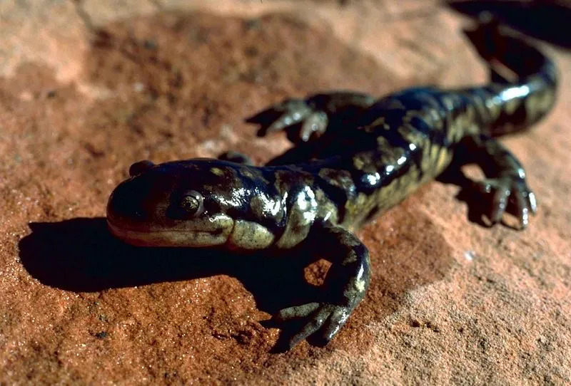 Tiger Salamander Dejstva, ki jih ne boste nikoli pozabili