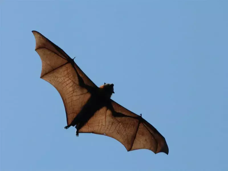 Fidžio beždžionės veido šikšnosparnis: 21 faktas, kurio nepatikėsite!