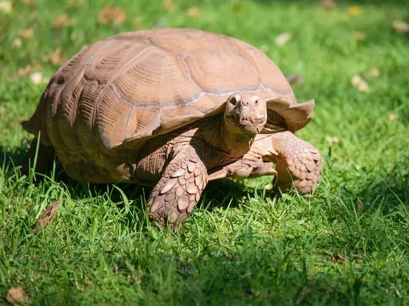 15 Fakta Kura-kura Marginated yang Tidak Akan Pernah Anda Lupakan