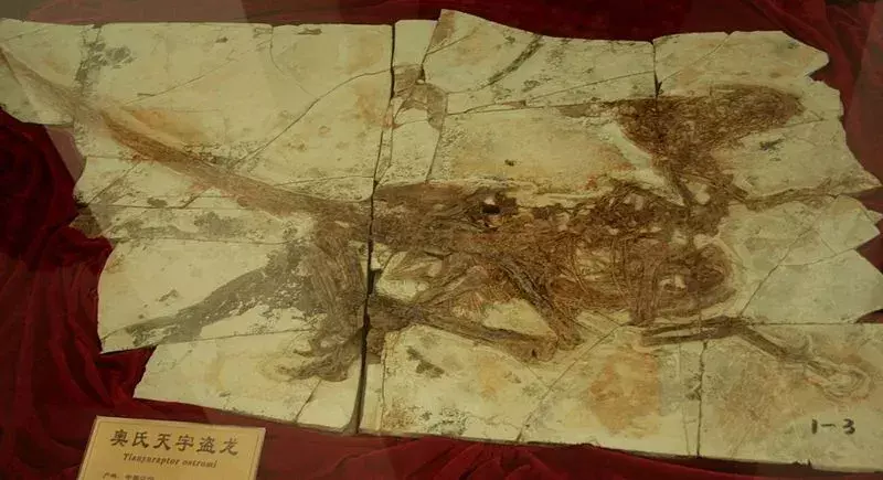 19 Dino-mite Tianyuraptor fapte pe care copiii le vor adora