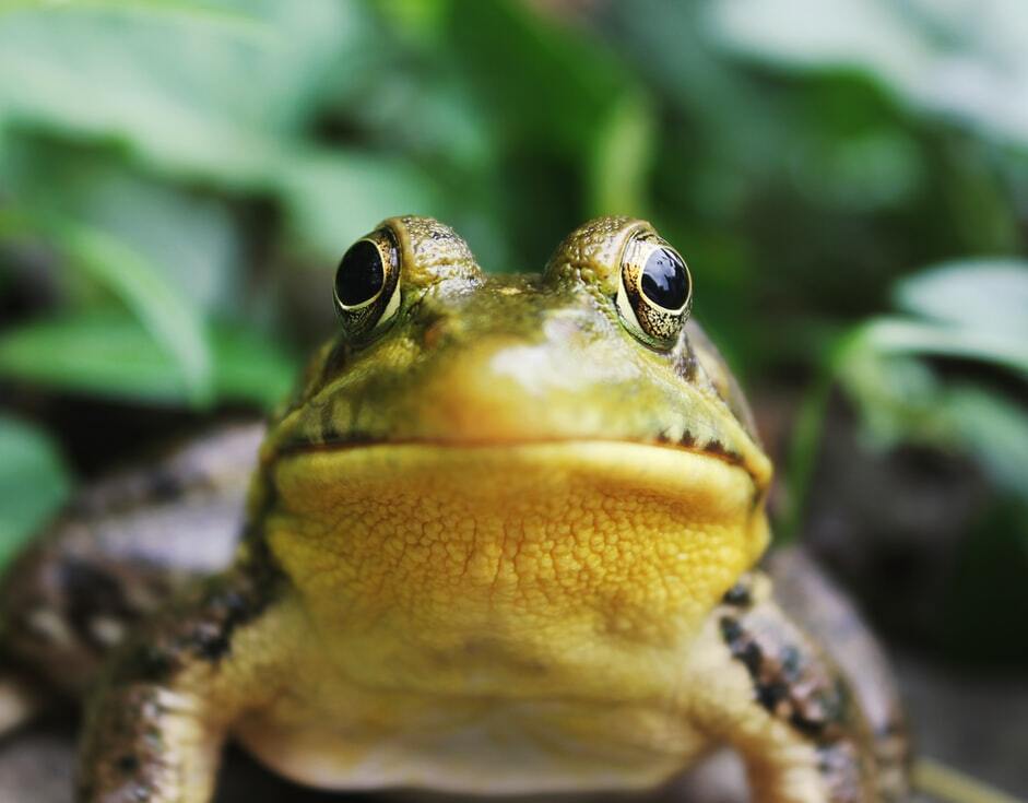 Zábavná žabí fakta zahrnují, že život žáby začíná jako vejce, pak pulci a pak dospělé žáby.