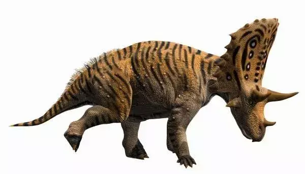 Useimmat Judiceratops tigris -kuvitukset osoittavat, että tämä dinosaurus etsii lehtiä ruokittavaksi.
