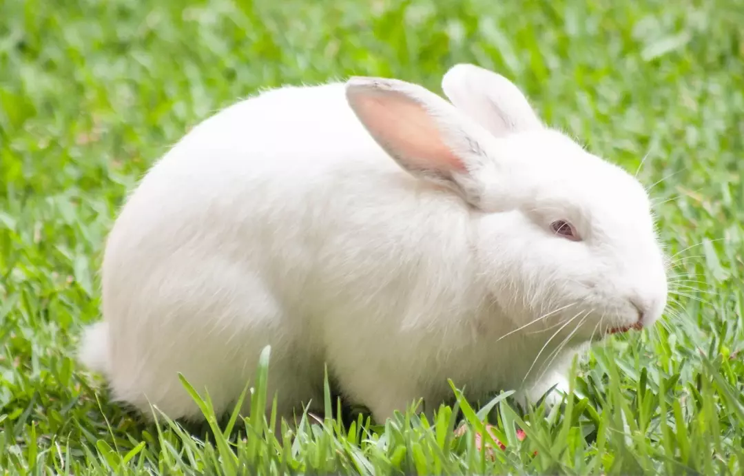 Třešně mají vysoké množství antioxidantů a vitamínů, které mohou při velké konzumaci králíky vést k jedovatým účinkům.