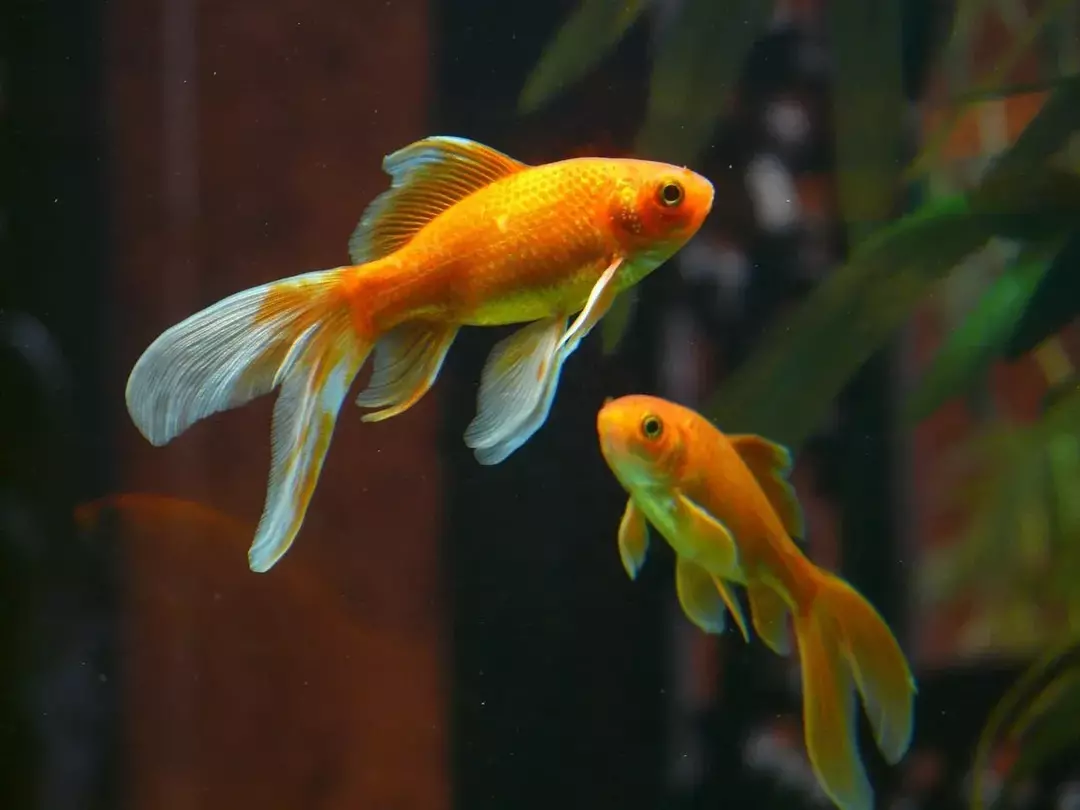Златној рибици је потребна чиста вода да би преживеле и уживале у дугом животном веку.