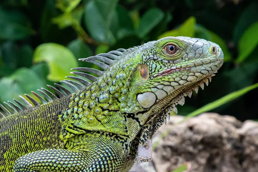 21 faits sur l'iguane vert que vous n'oublierez jamais