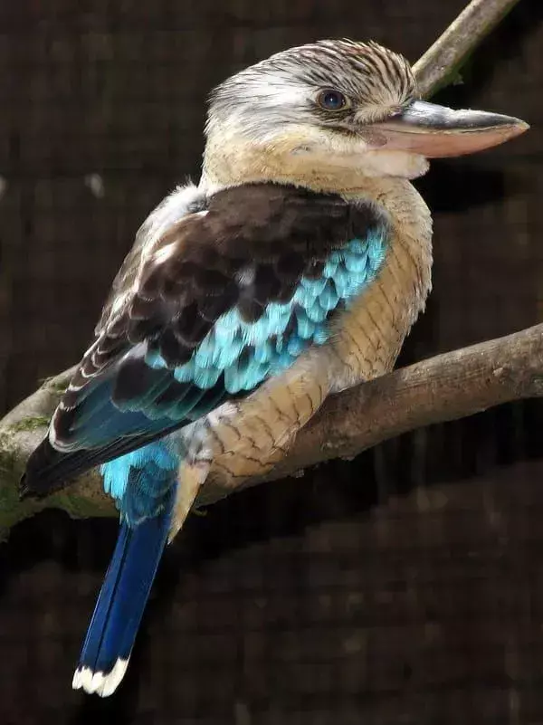 Blue-Winged Kookaburra: 17 dejstev, ki jim ne boste verjeli!
