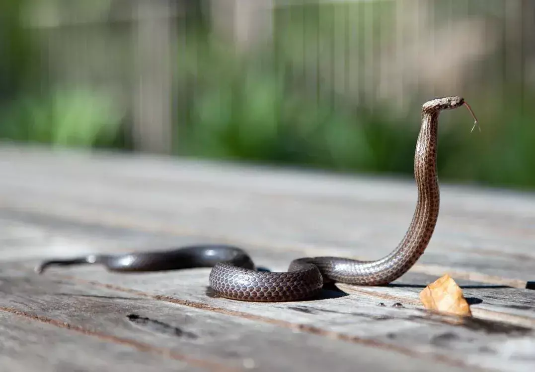 Hvordan beveger slanger seg? Spektakulære fakta du ikke visste