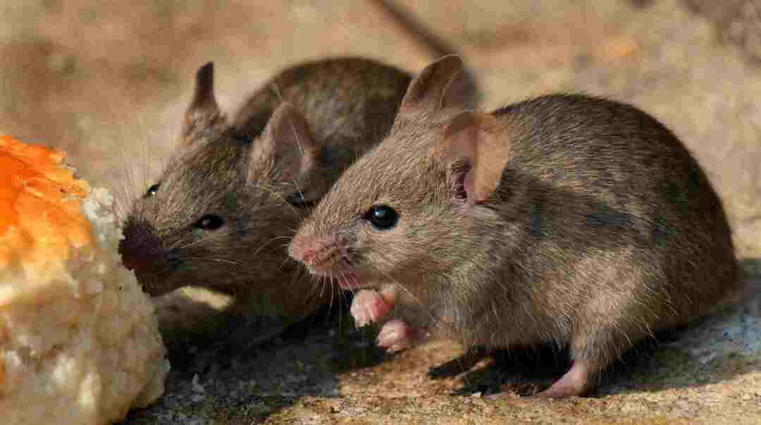 Колко живеят мишките Проучване на продължителността на живота на домашна мишка