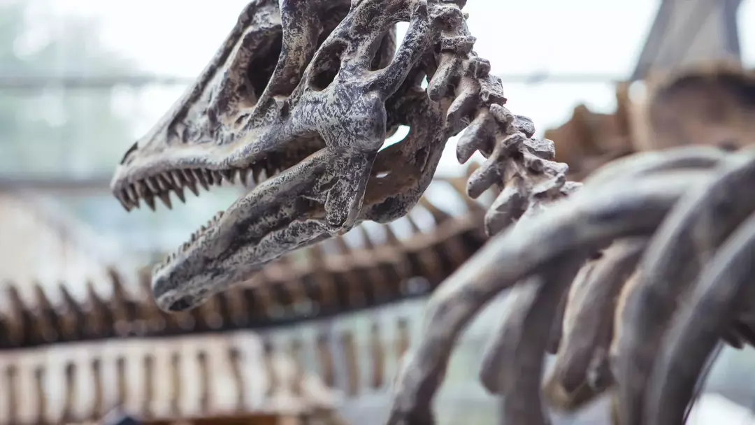 Det skjulte mysteriet bak Stegosaurus-hjernen! La oss lese den