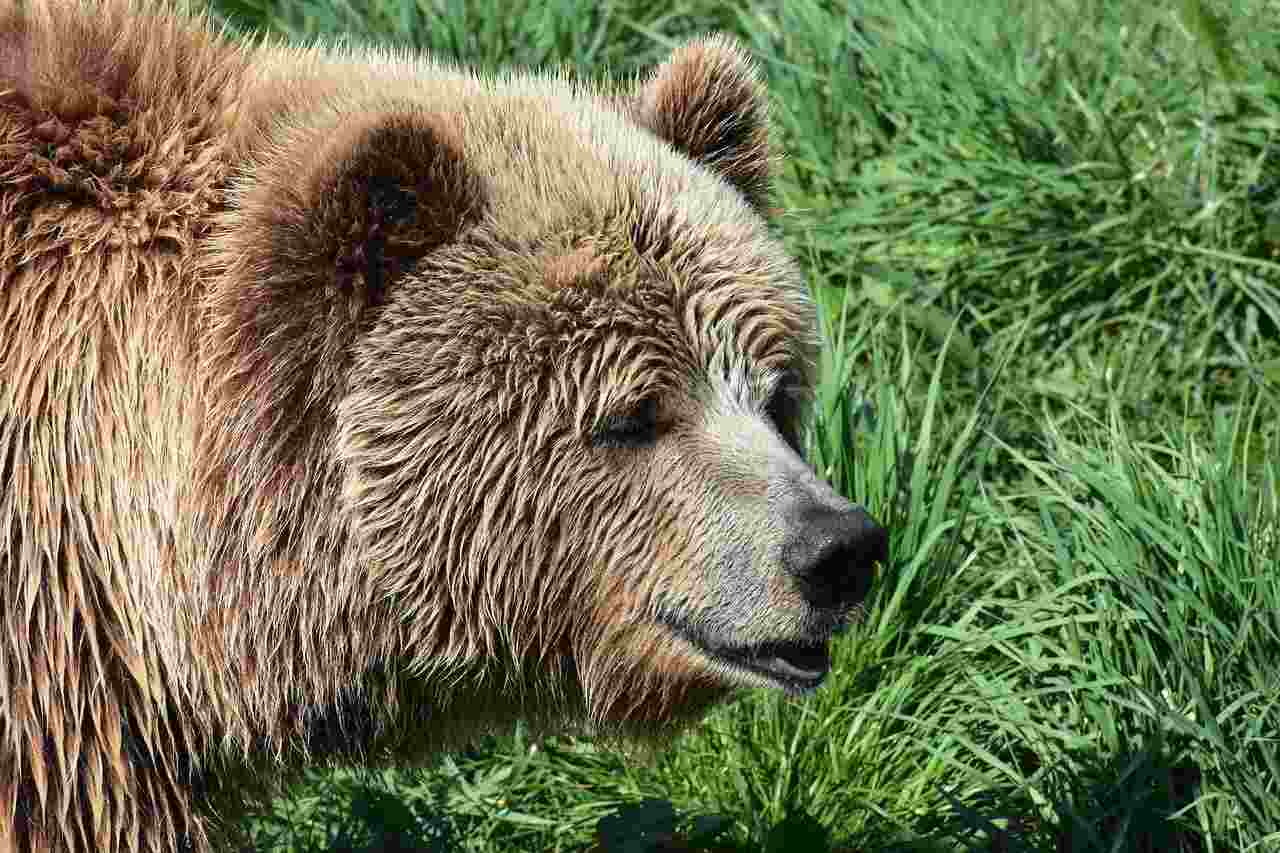 Morsomme eurasiske brunbjørnfakta for barn