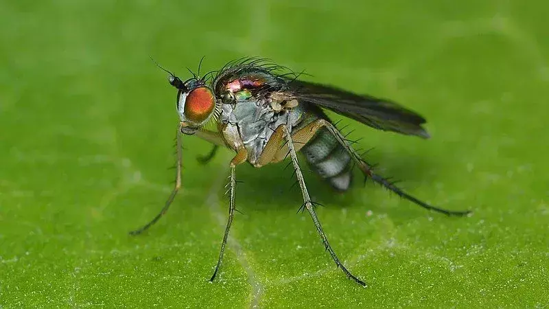 Aprende datos sobre moscas de patas largas para conocer los beneficios de los insectos.
