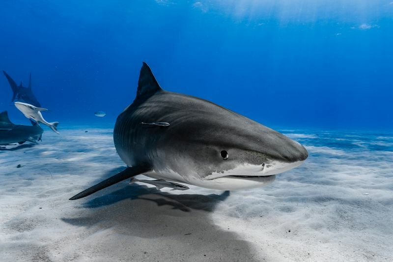 Kas hai on kala või imetaja Müüdid ja faktid haide kohta