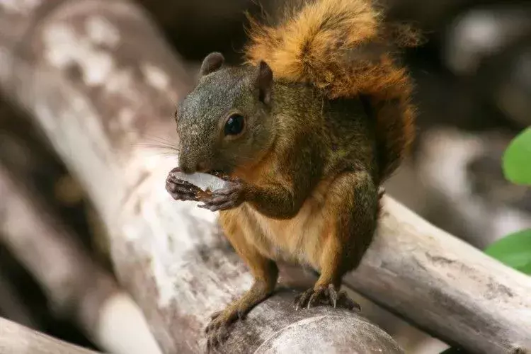 Red-Tailed Squirrel: 15 γεγονότα που δεν θα πιστεύετε!