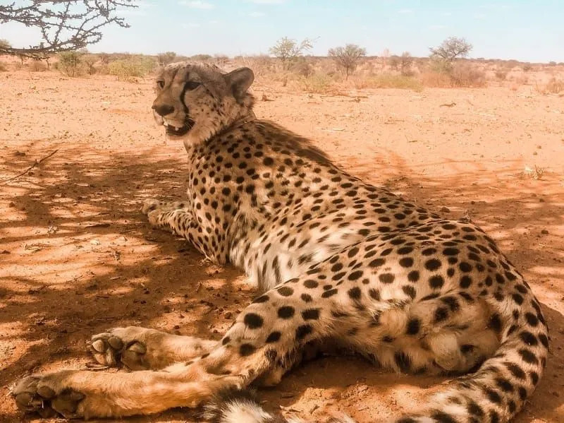 Lõbusad faktid Aafrika gepardist lastele