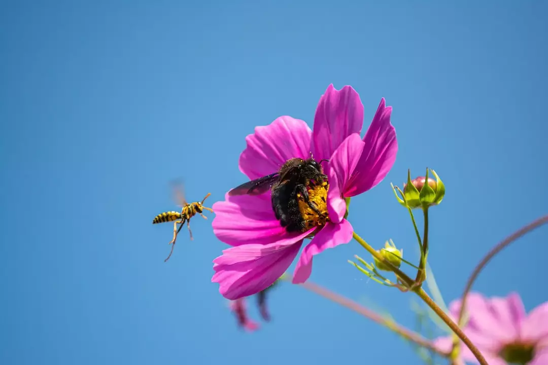 Interessante fakta om snekkerbier som vil overraske deg