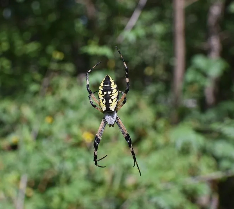As aranhas de jardim pretas e amarelas se destacam pelo padrão colorido em seu corpo.