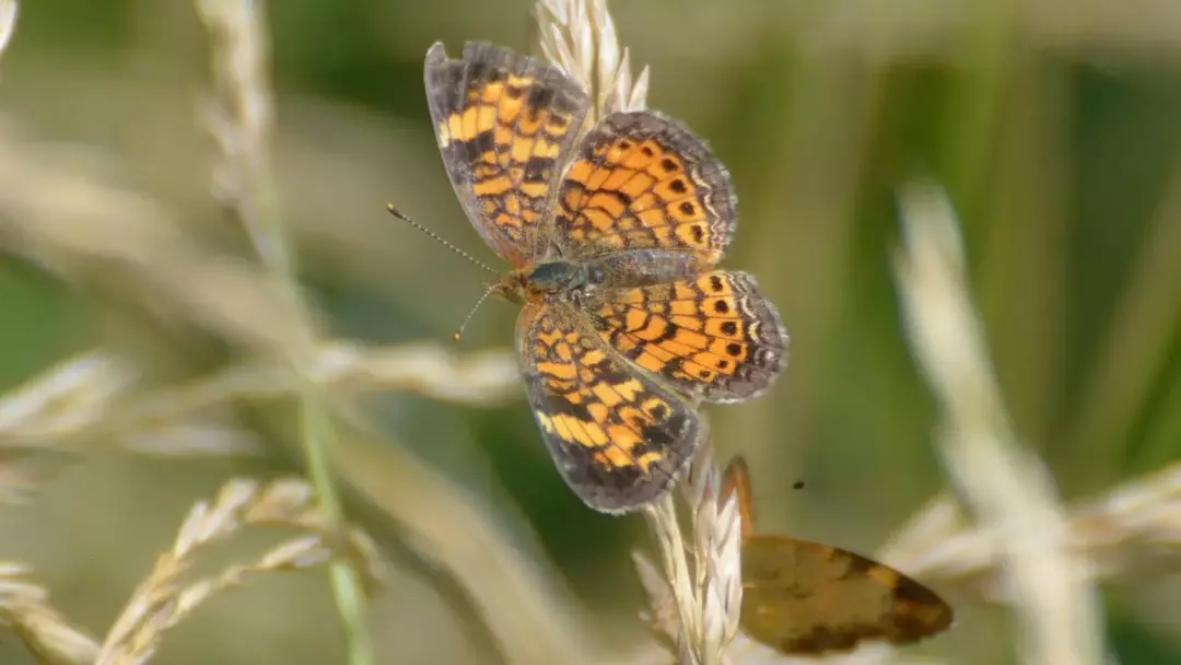 15 činjenica o leptiru bisernog polumjeseca koje nikada nećete zaboraviti