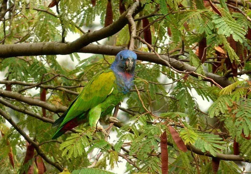 Dusky pionus papegøye er kjent for sitt karakteristiske vingeslag som er dypt og sterkt.