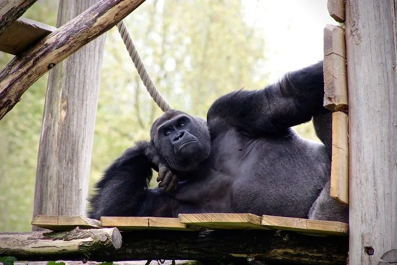 Gorila leži na drvenoj platformi, naslonjena na lakat kao da pozira.