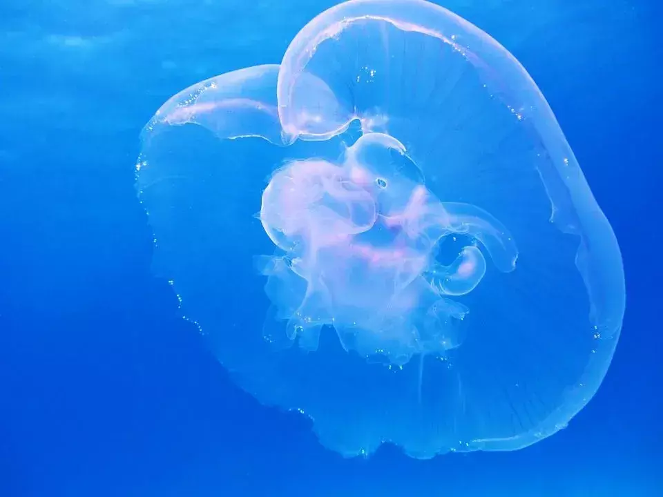 Lunine meduze imajo dele telesa, znane kot ustne roke, s katerimi se prehranjujejo s svojim plenom.