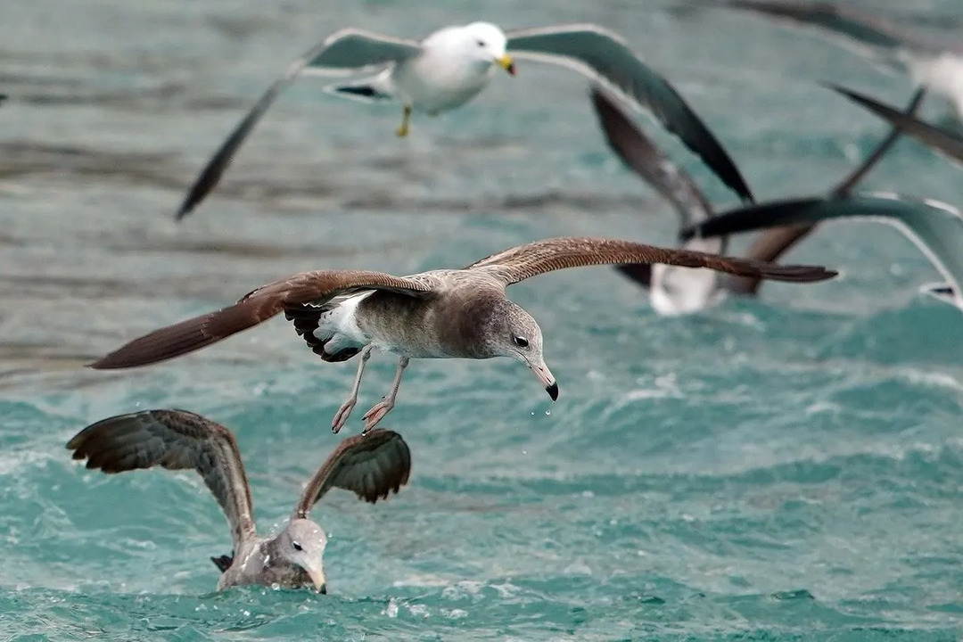 Bazılarını Tamamen Pençeleyen Okyanus Kuşları Hakkında Gerçekler