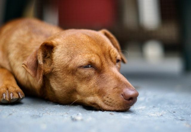 Могу ли пси да спавају са отвореним очима Шта то значи