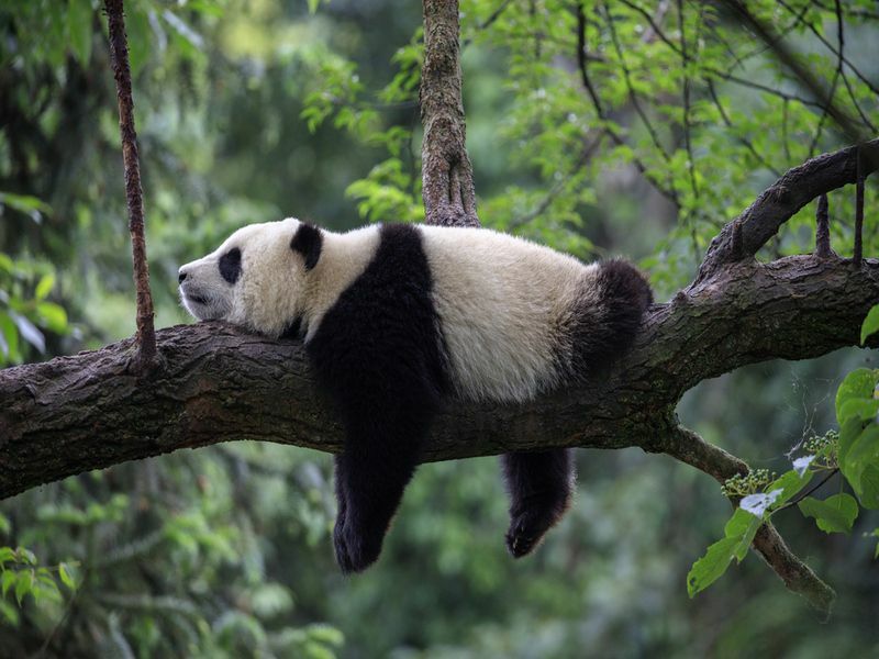 Panda Ayıları Ayılar mı Bu Sevimli Canlılar Nasıl Sınıflandırılıyor?