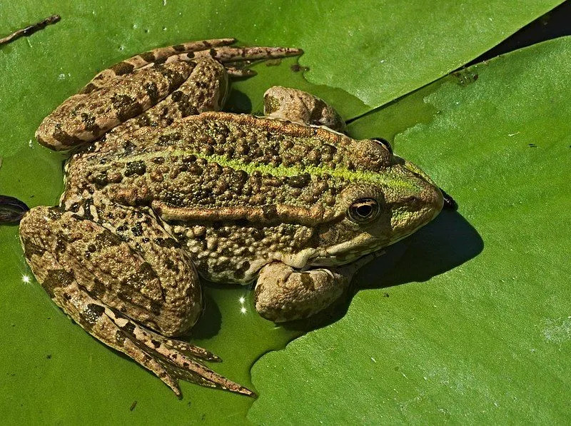 Διασκεδαστικά γεγονότα Marsh Frog για παιδιά