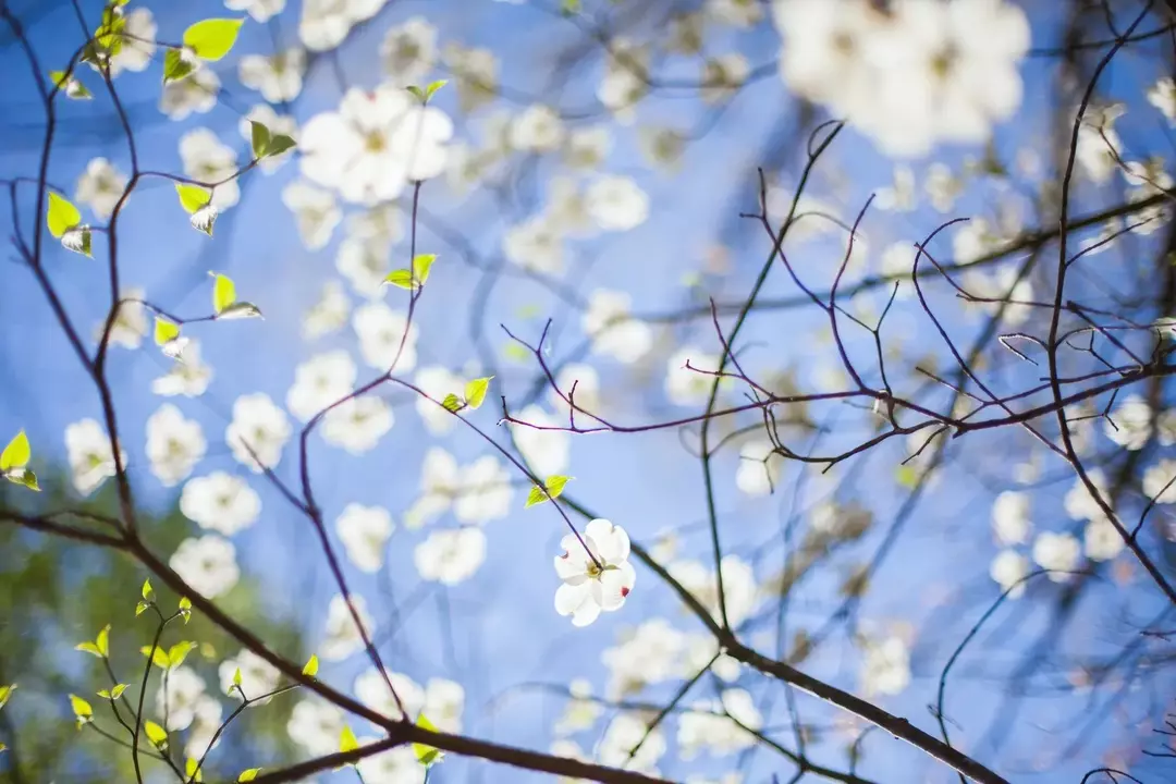 Деревья кизила: узнайте удивительные факты об их цветении и ягодах