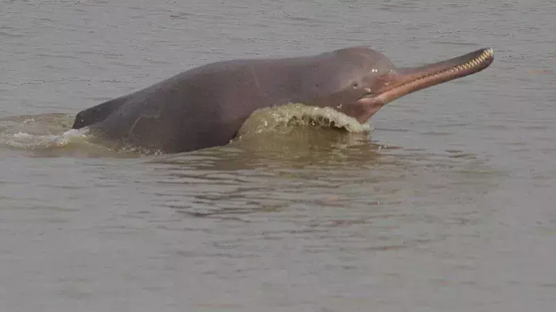 19 faktů o delfínech řeky Gangy, na která nikdy nezapomenete